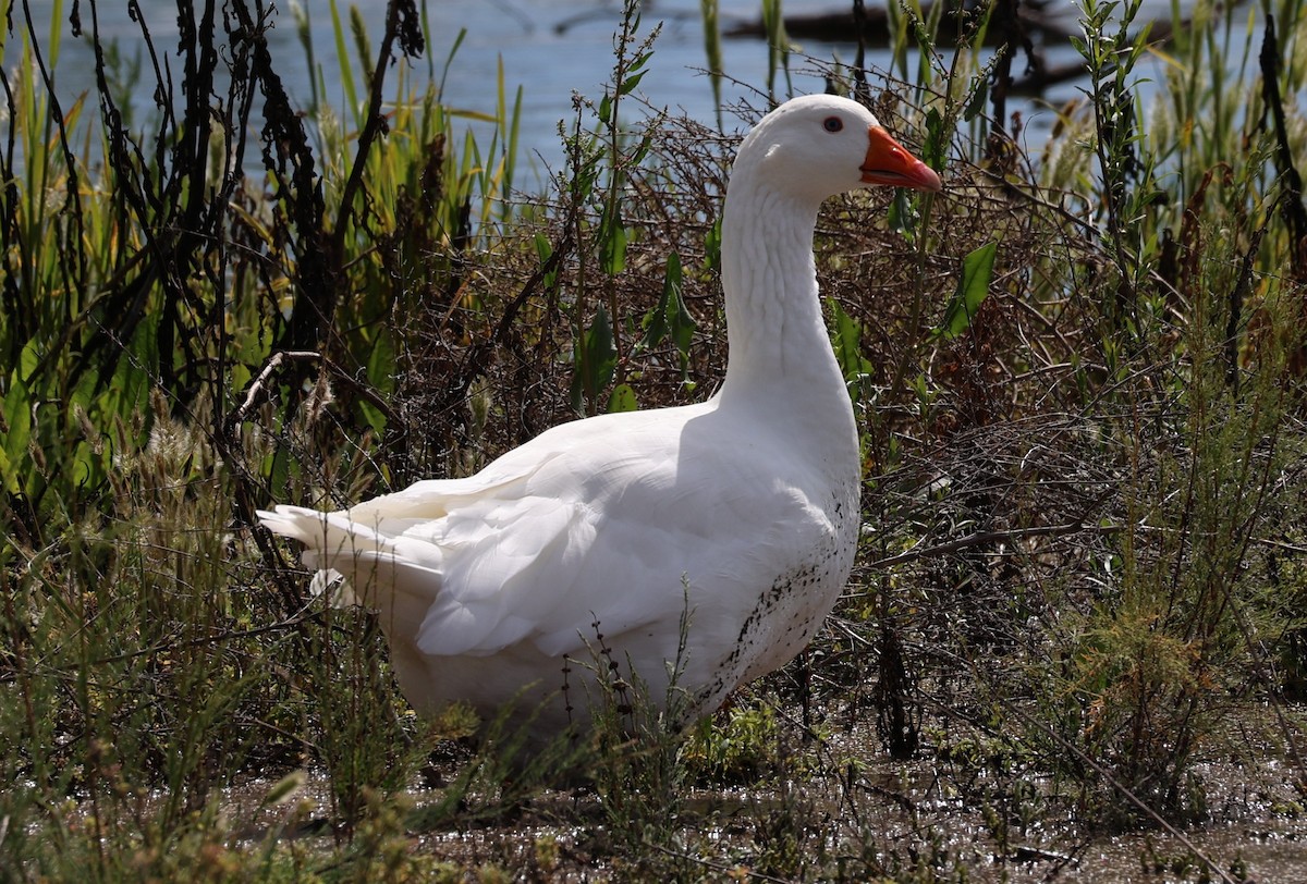 Graylag Goose (Domestic type) - ML617094639