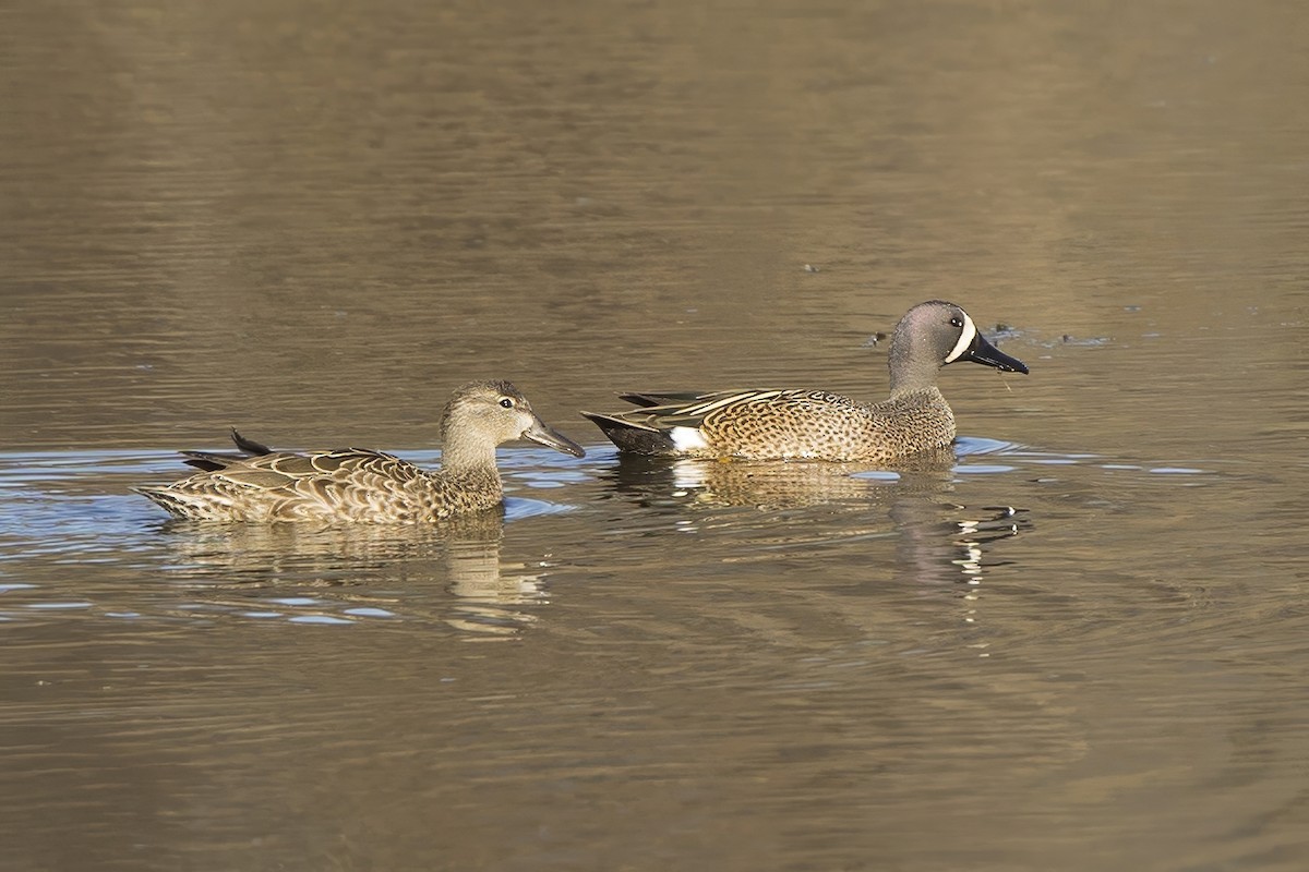 Blue-winged Teal - ML617094732