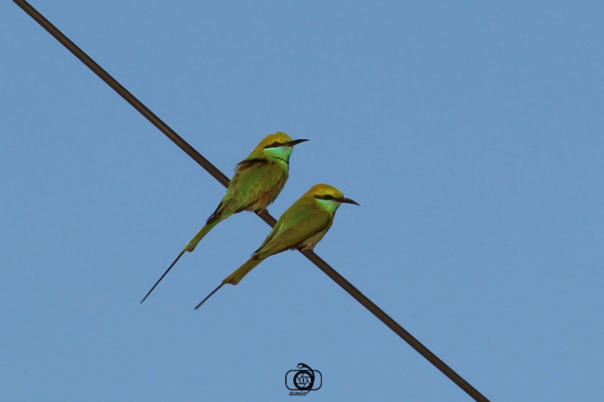 Asian Green Bee-eater - ML617094839