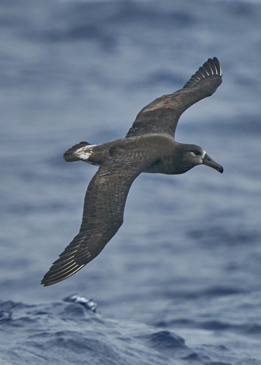 Black-footed Albatross - ML617094857