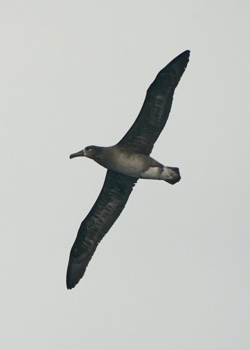 Black-footed Albatross - Chieh-Peng Chen