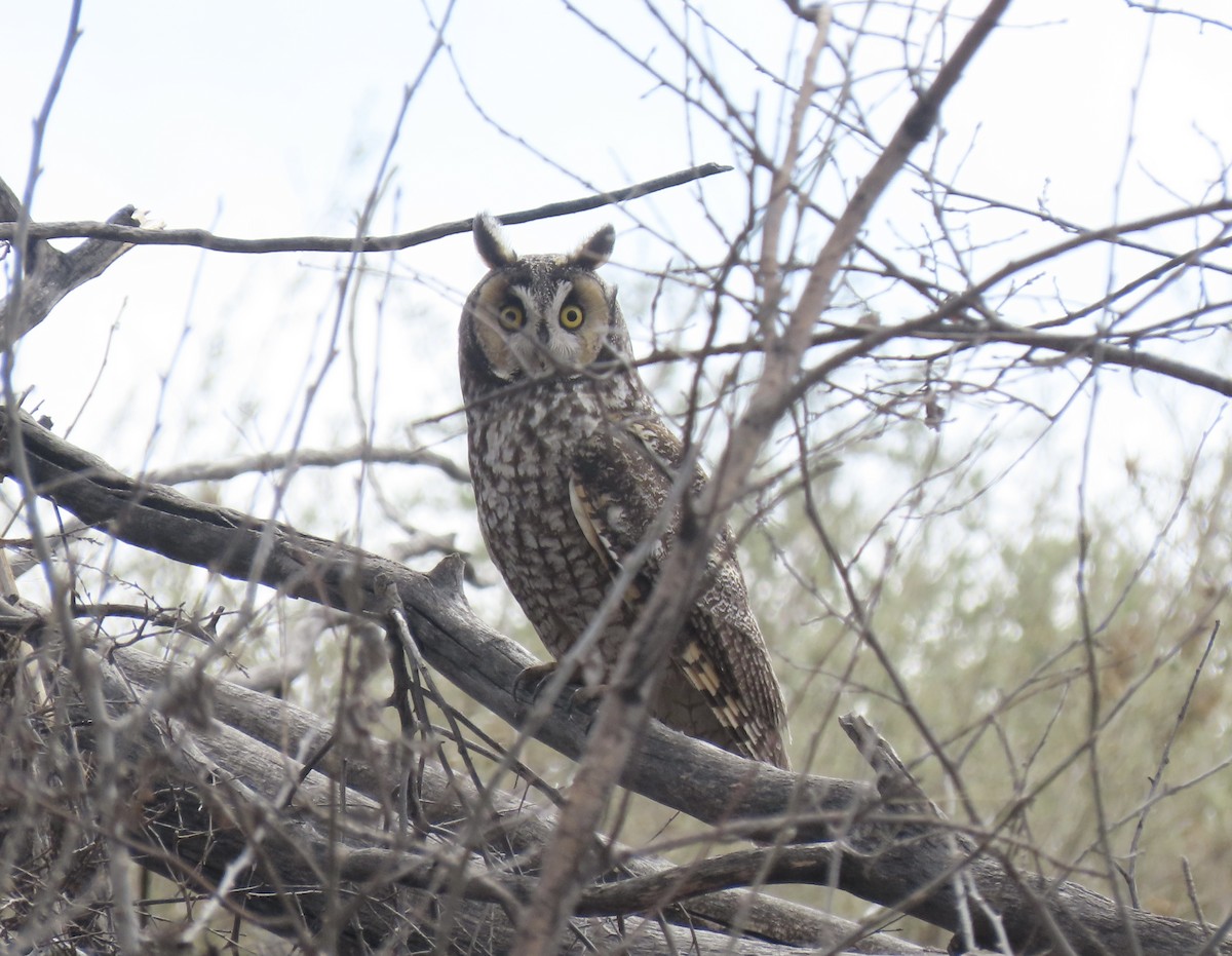 Long-eared Owl - Paul/Bonnie Dickman