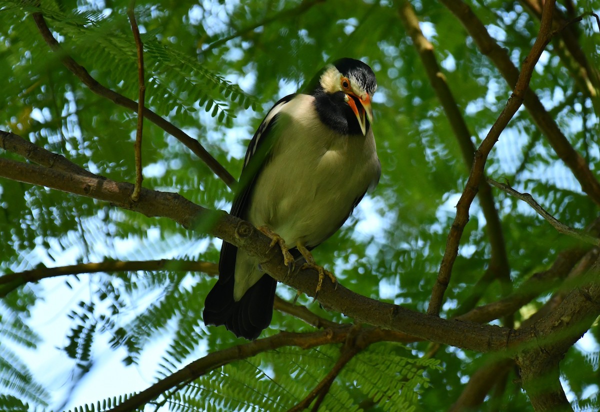 Indian Pied Starling - ML617094952
