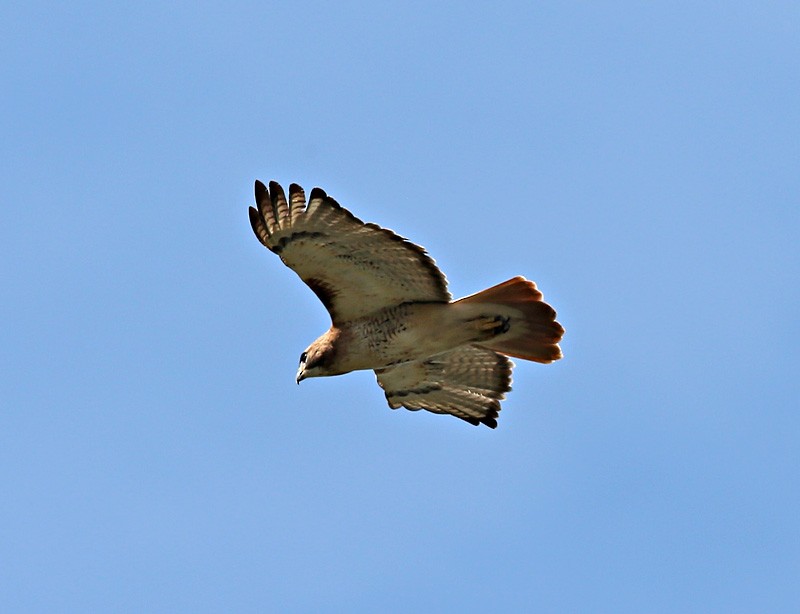 Red-tailed Hawk - ML617094997