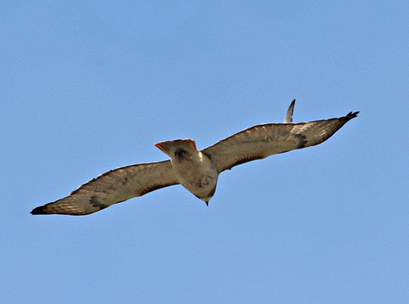 Red-tailed Hawk - ML617094998