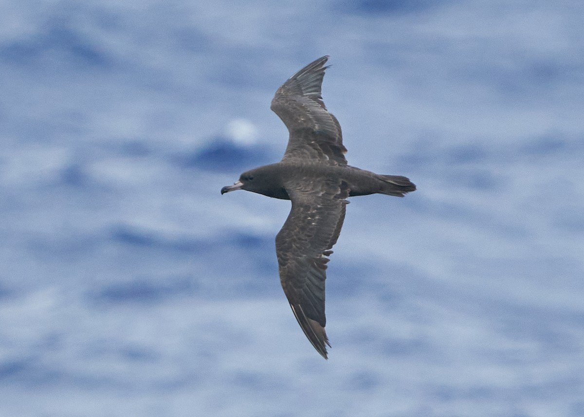 Flesh-footed Shearwater - ML617095018