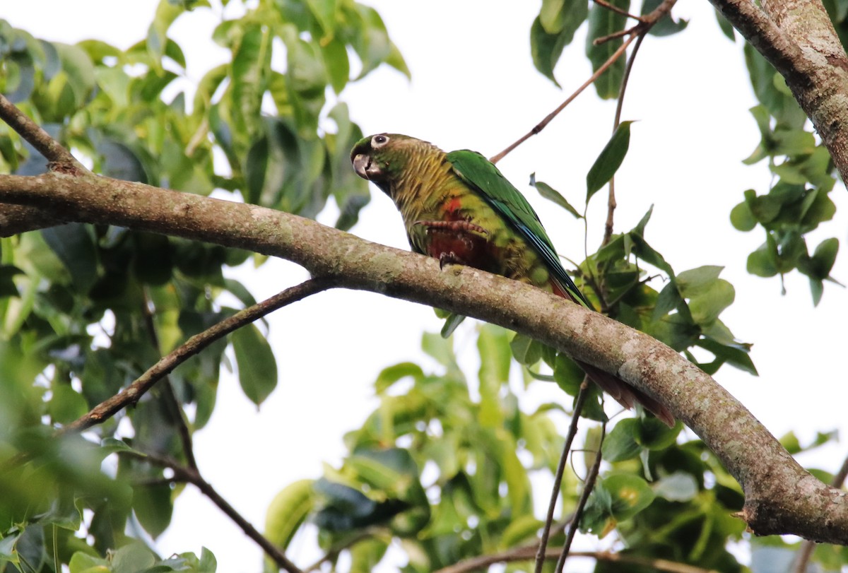 Scaly-headed Parrot - ML617095051