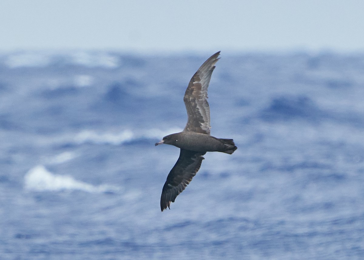Flesh-footed Shearwater - ML617095052