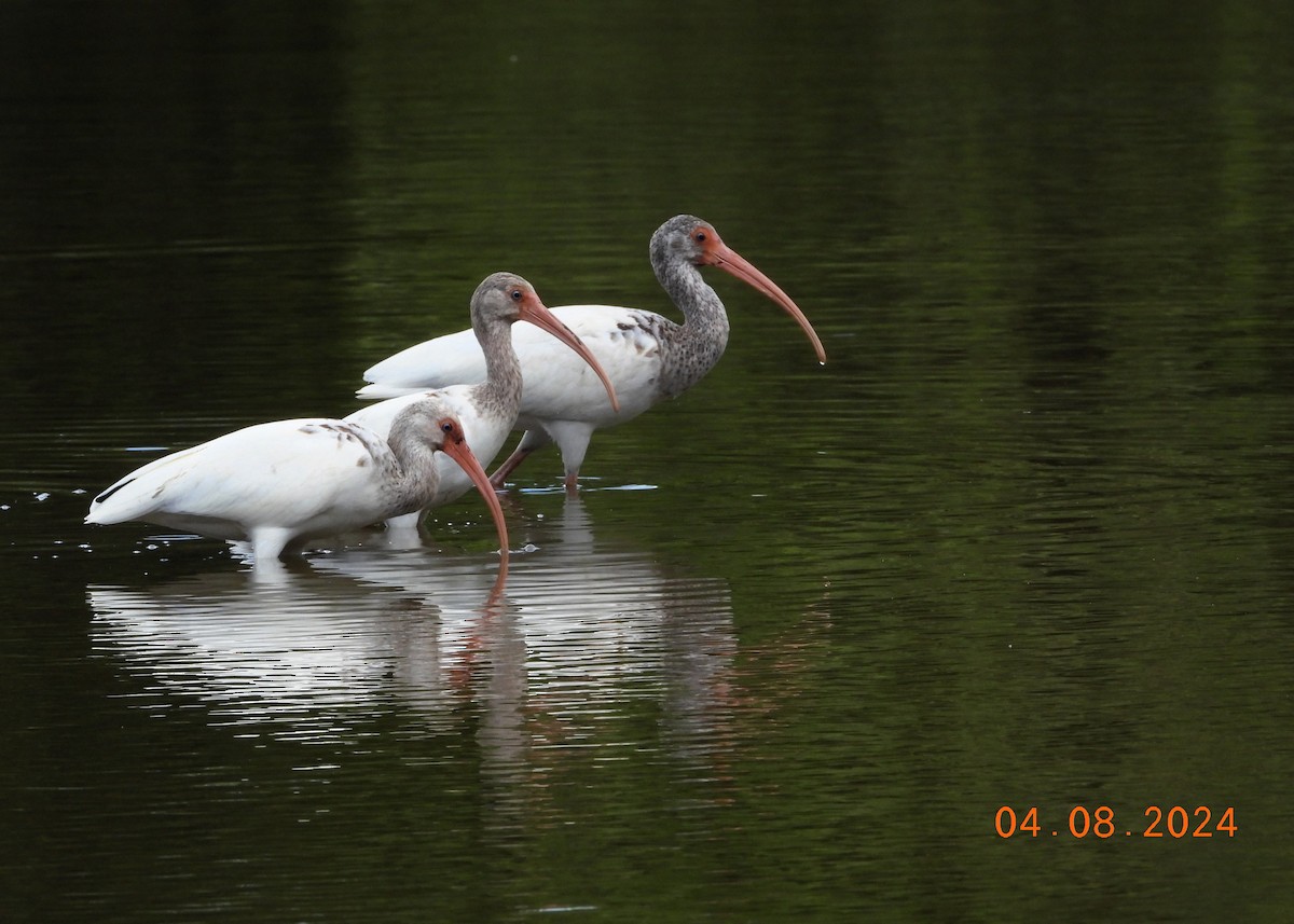 ibis bílý - ML617095076