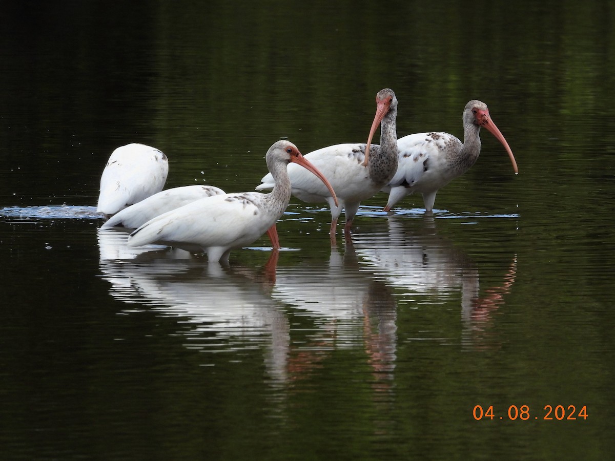 ibis bílý - ML617095078