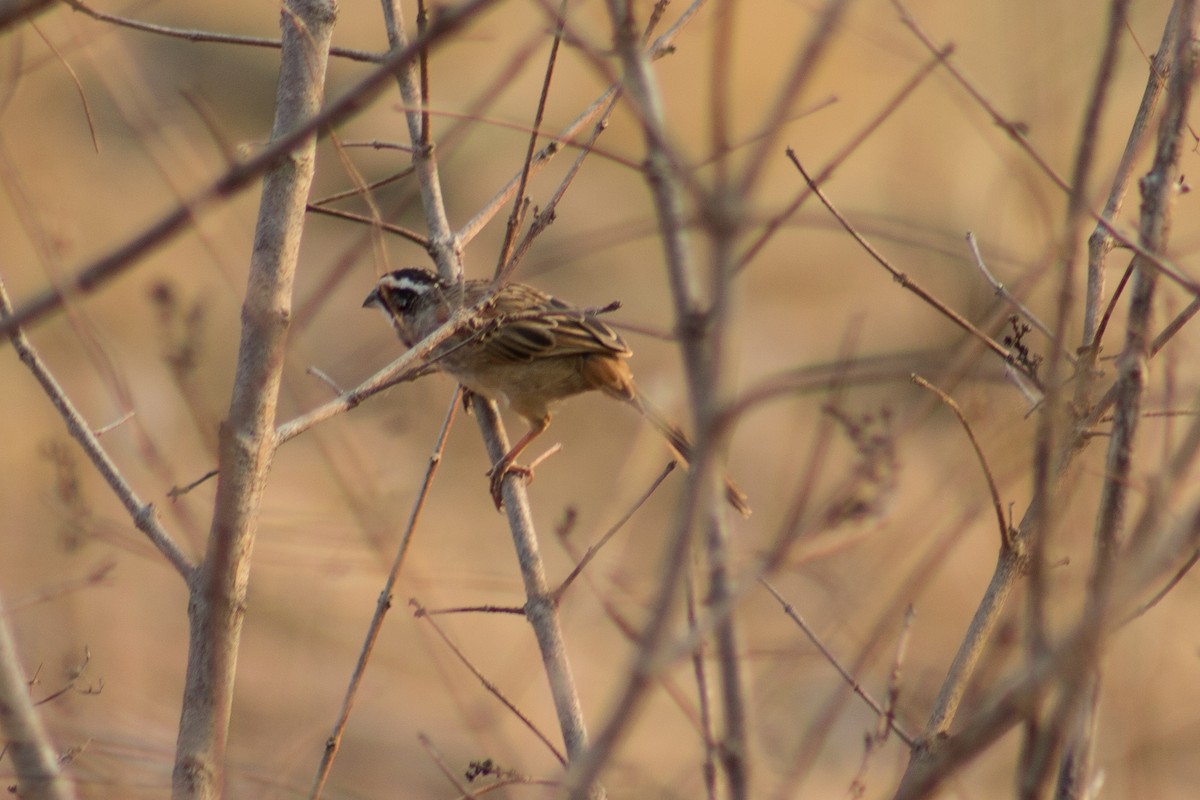 Stripe-headed Sparrow - ML617095084