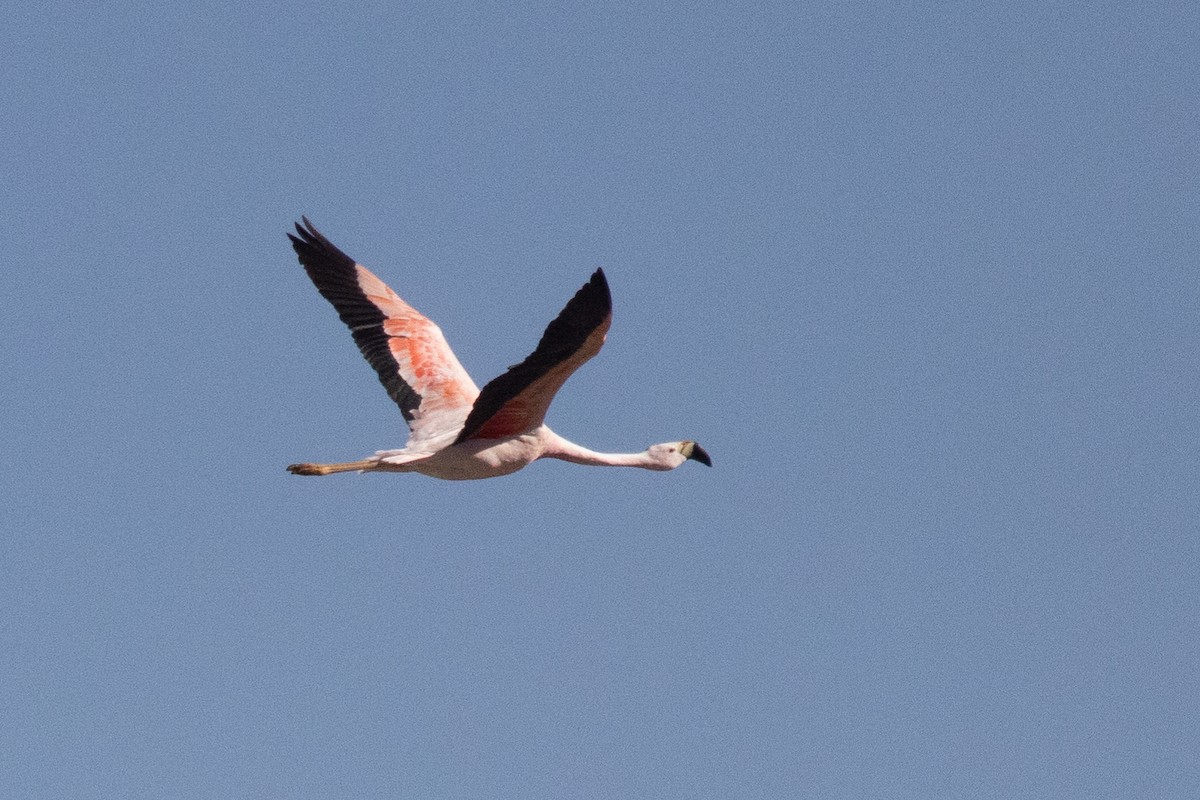 Andean Flamingo - ML617095119
