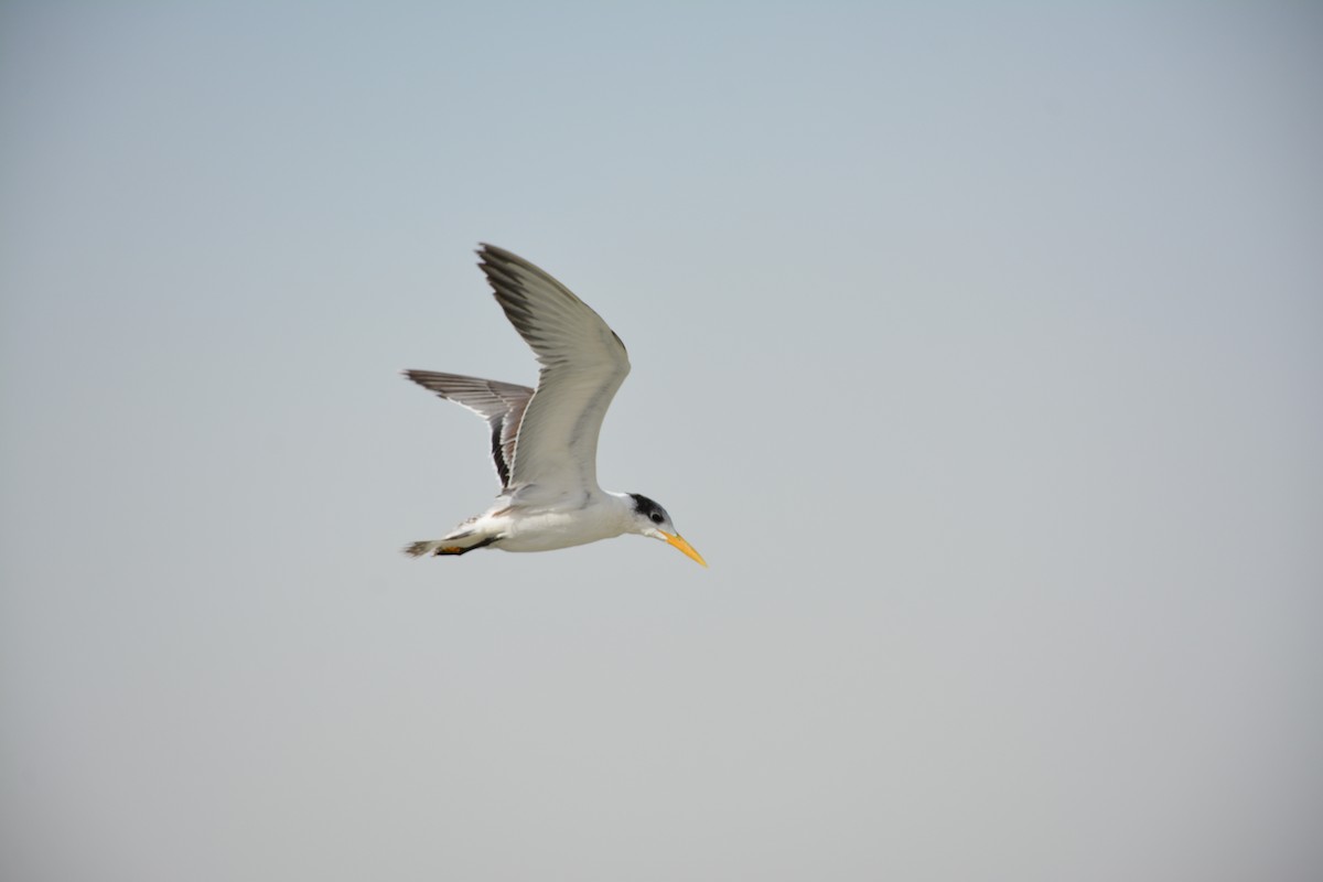 Great Crested Tern - ML617095145