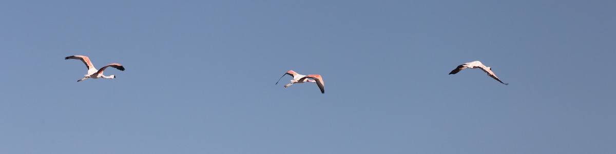 Andean Flamingo - ML617095292
