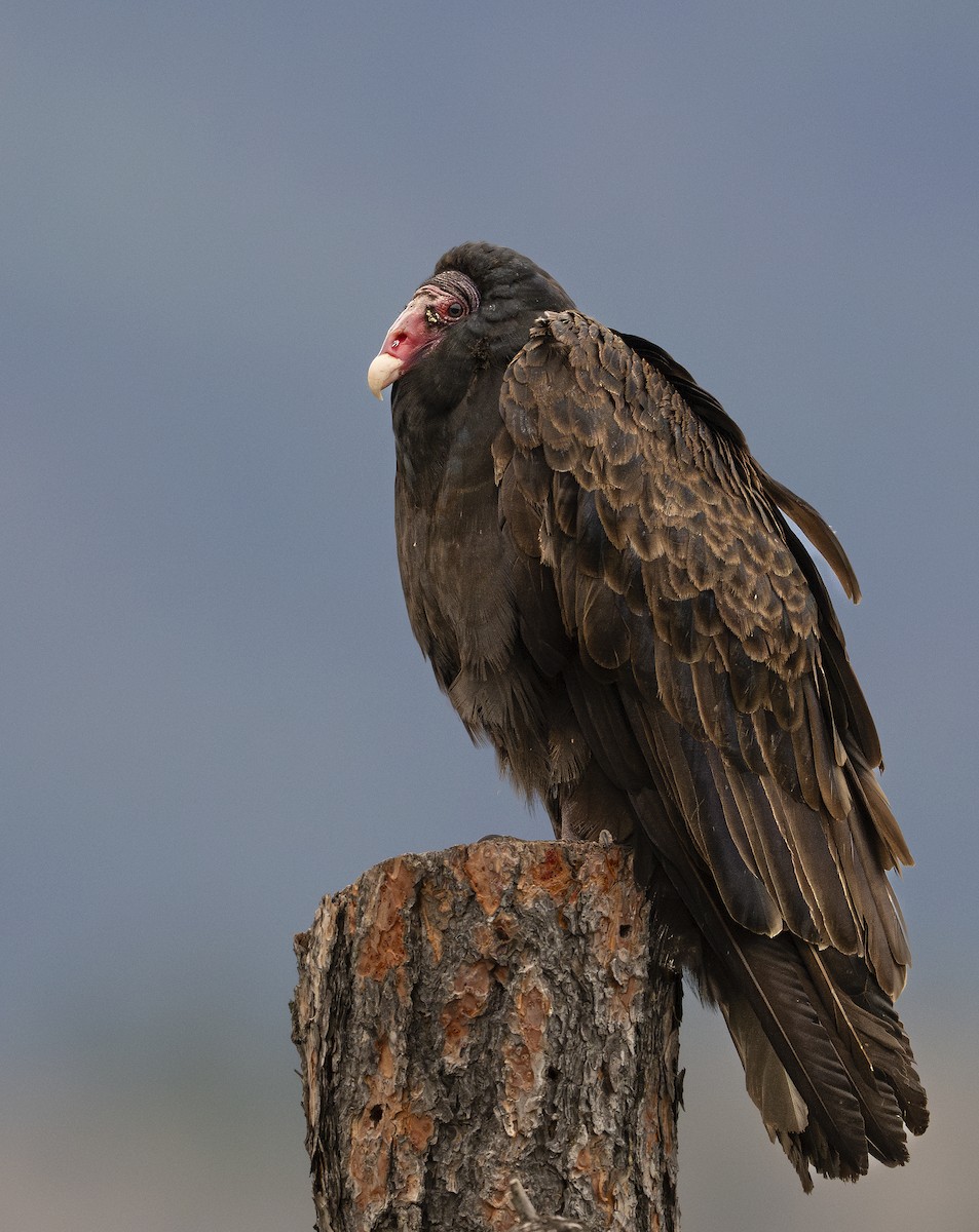 Turkey Vulture - ML617095320