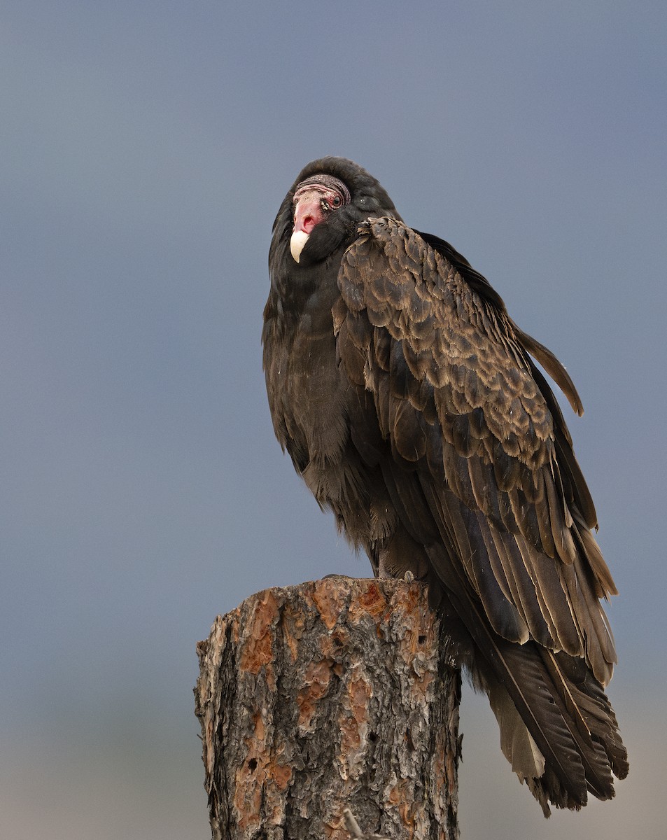 Turkey Vulture - ML617095321