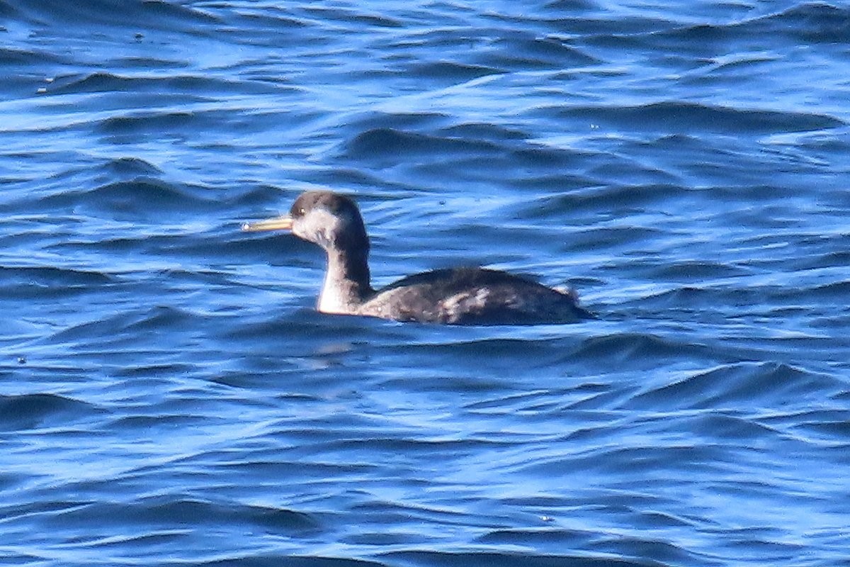 Red-necked Grebe - ML617095332