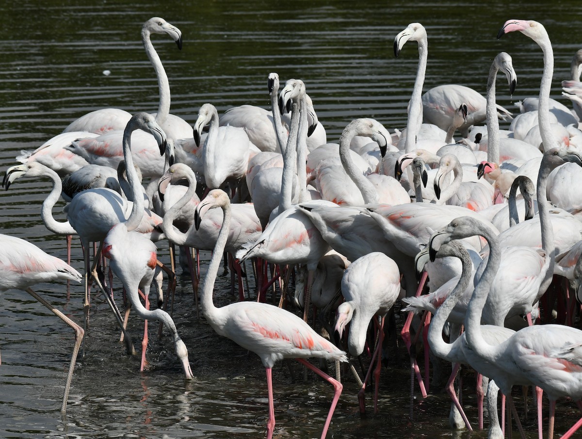 Greater Flamingo - Dr George P J