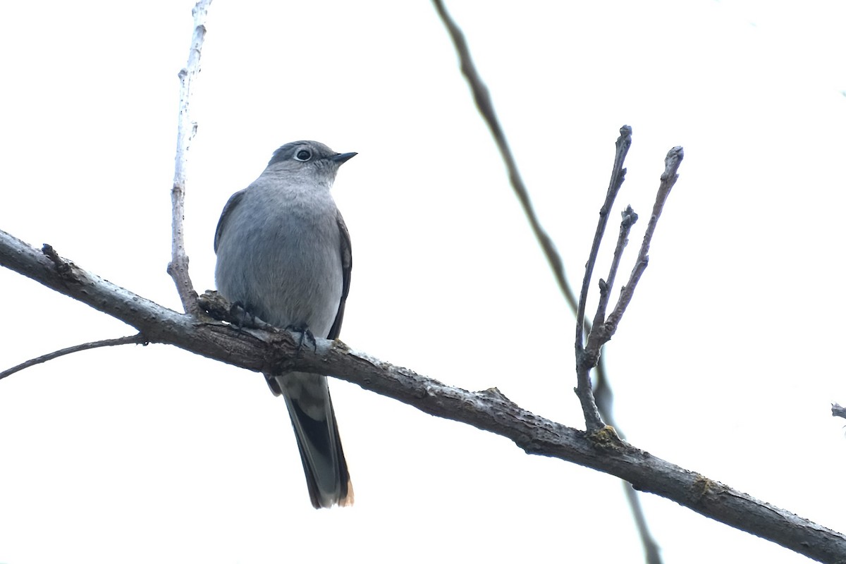 Townsend's Solitaire - ML617095359