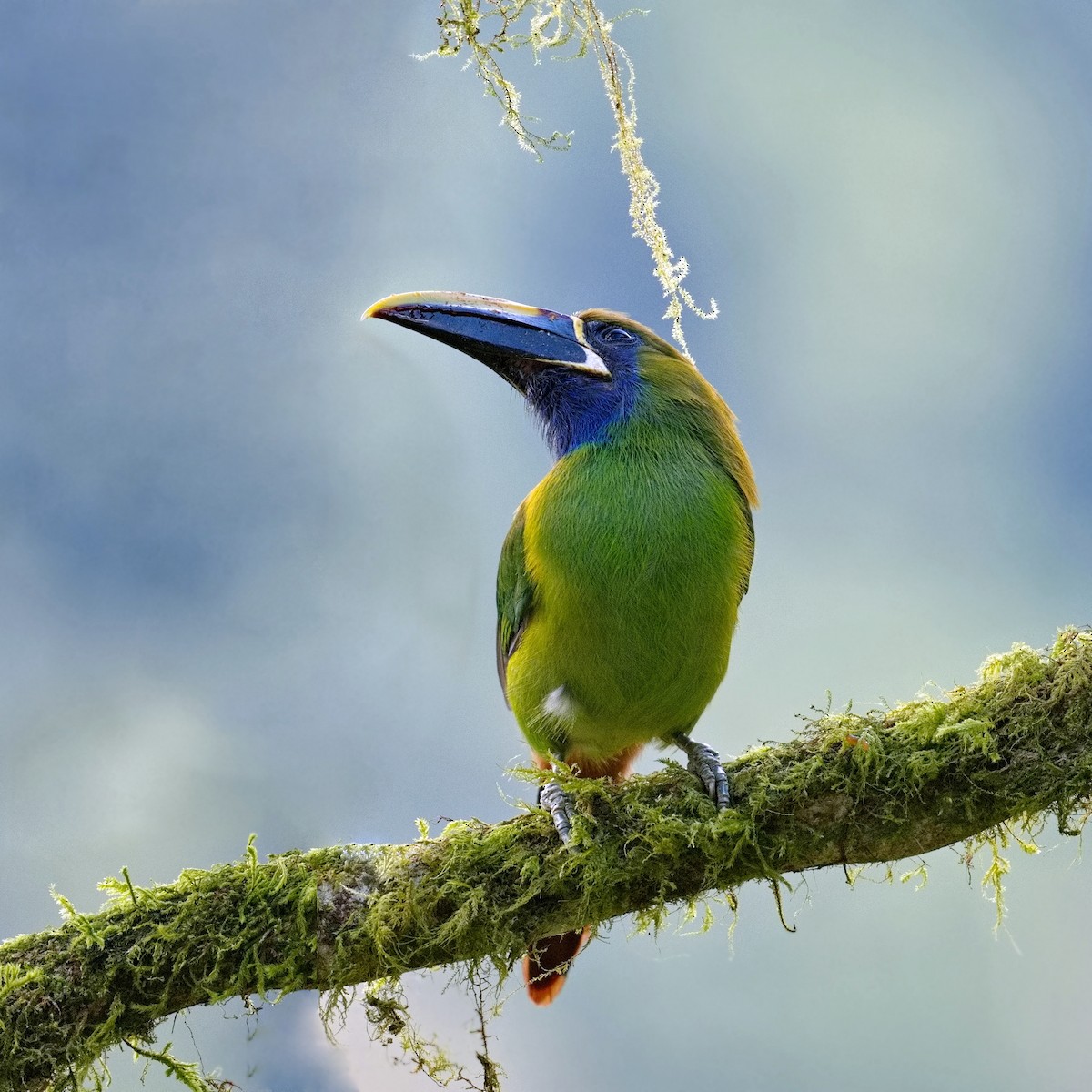 Northern Emerald-Toucanet (Blue-throated) - ML617095435