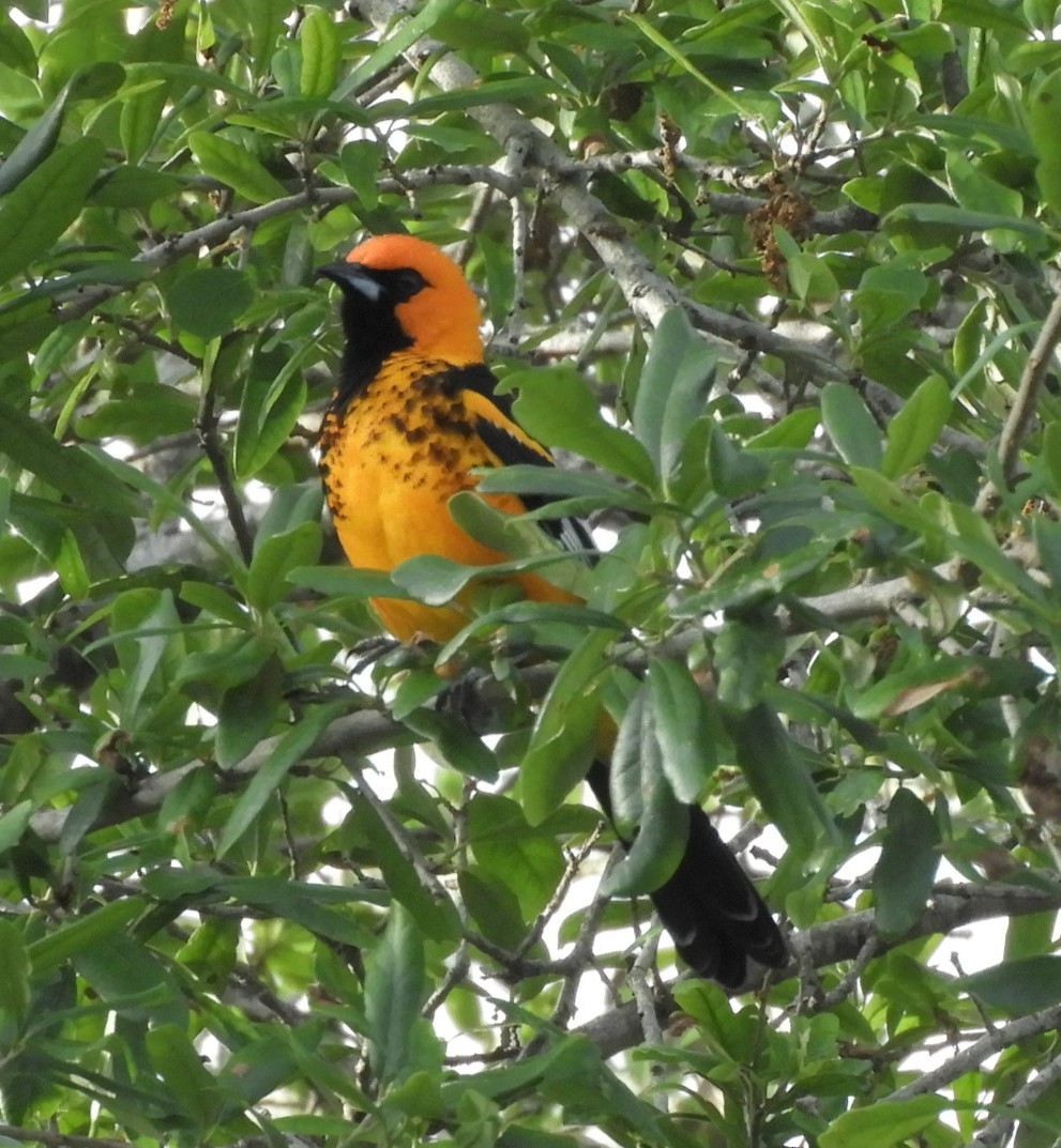 Spot-breasted Oriole - ML617095572