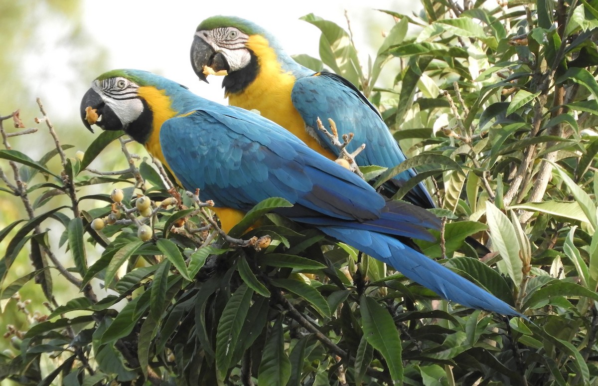 Blue-and-yellow Macaw - ML617095595