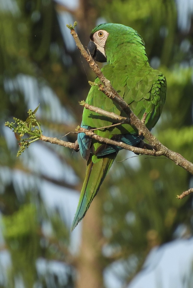 Chestnut-fronted Macaw - ML617095599