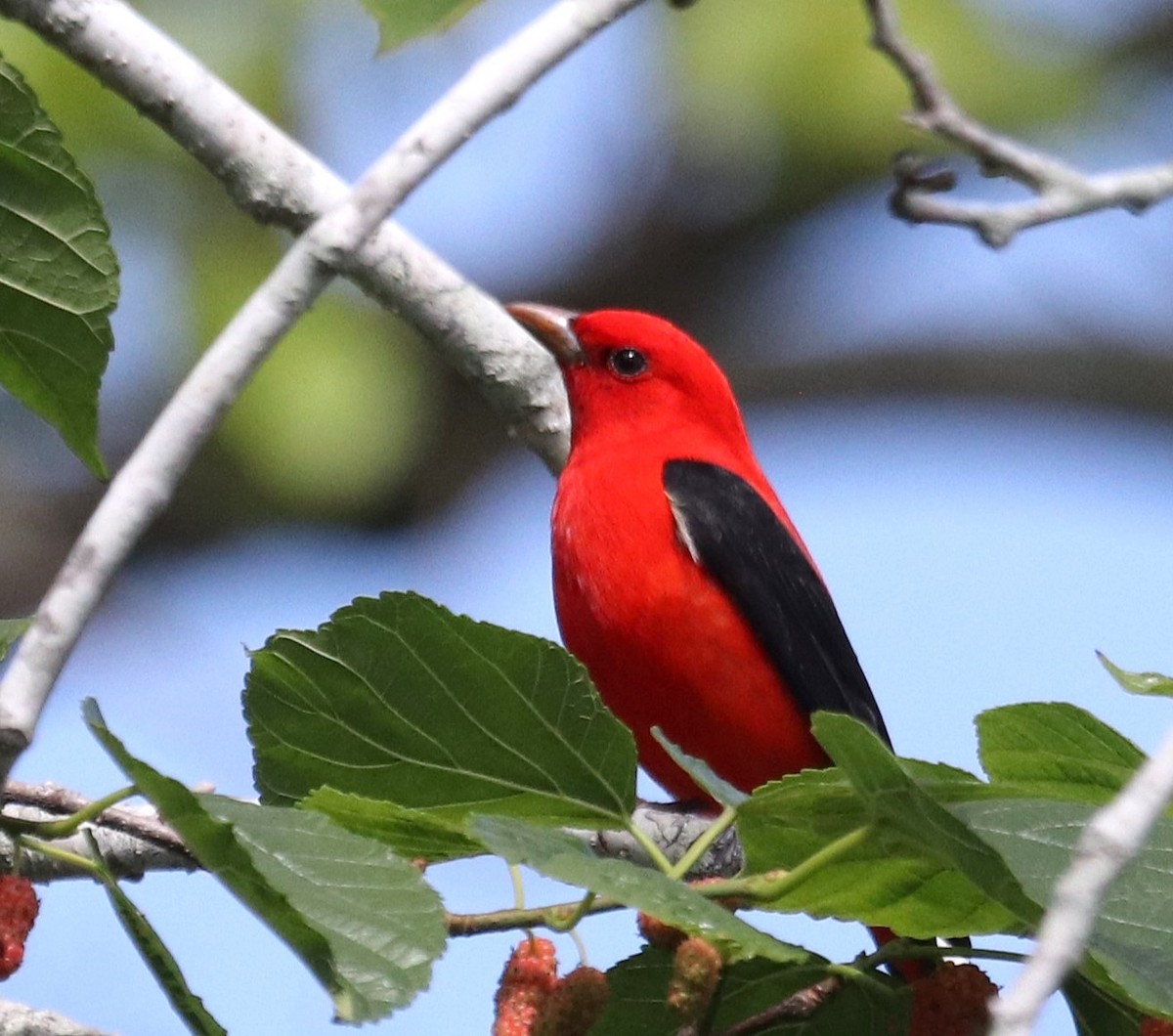 Scarlet Tanager - ML617095699