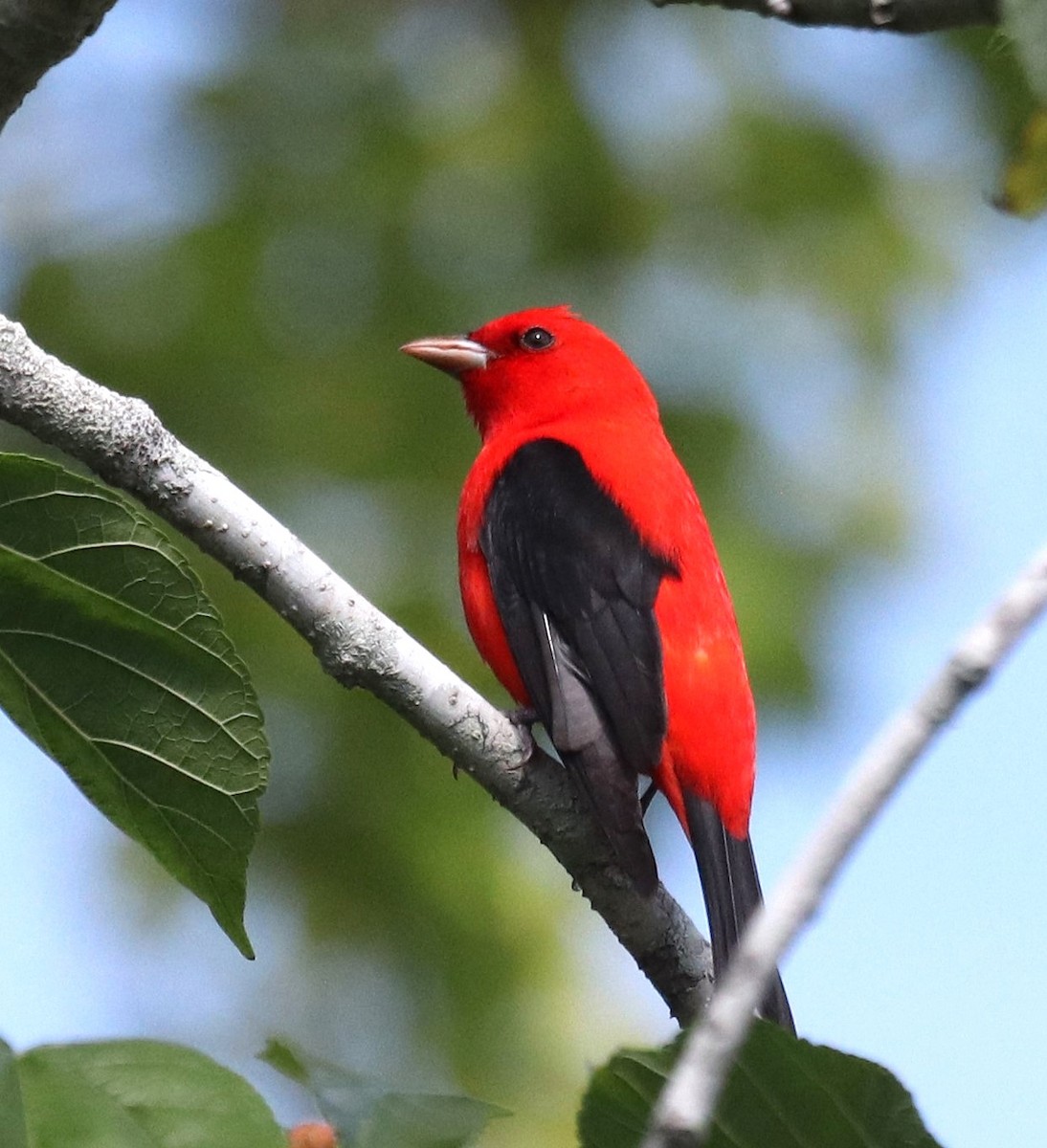 Scarlet Tanager - ML617095700