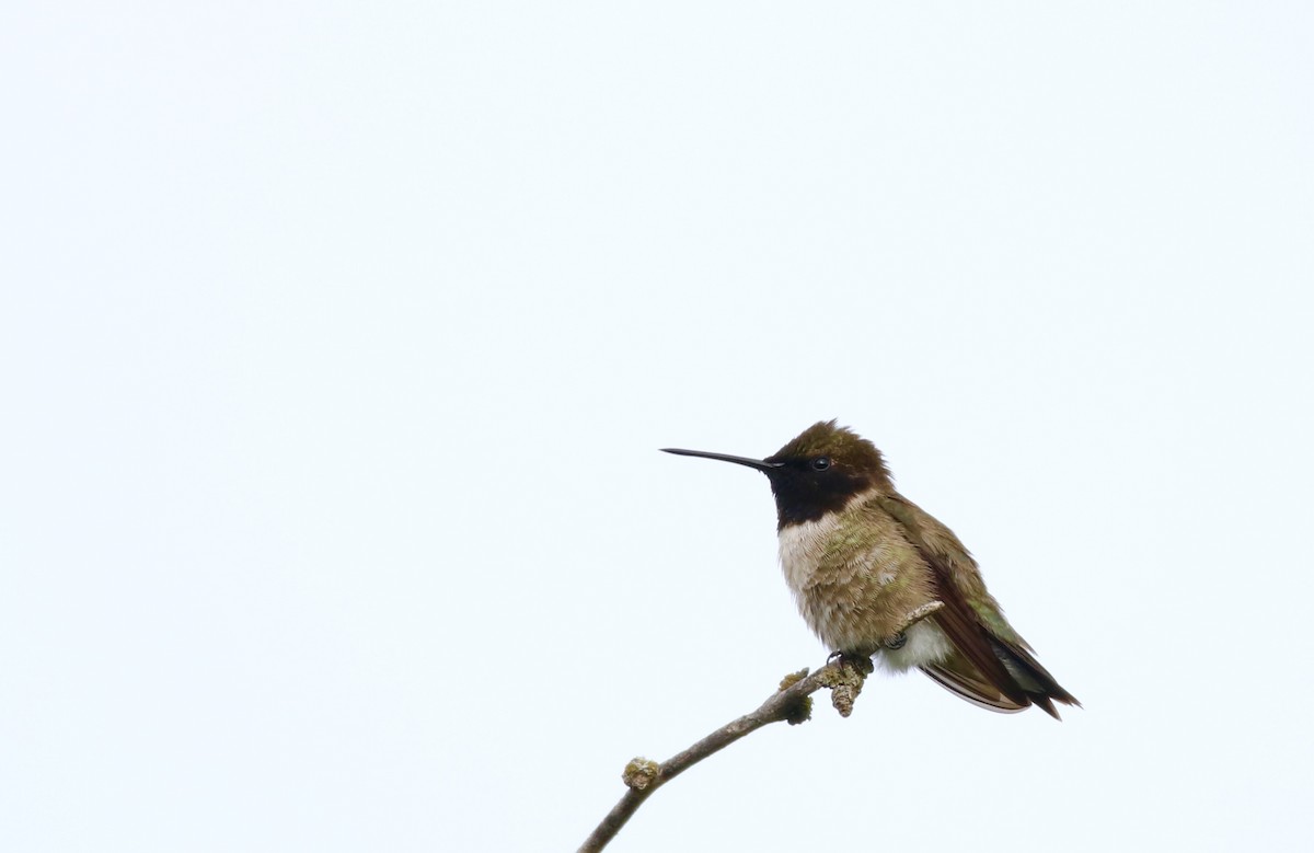 Black-chinned Hummingbird - Jeffrey Hall
