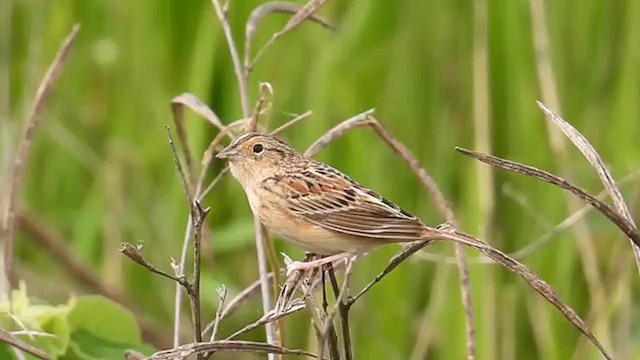 Grasshopper Sparrow - ML617095942