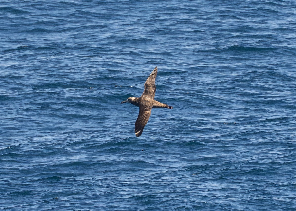 albatros černonohý - ML617095956
