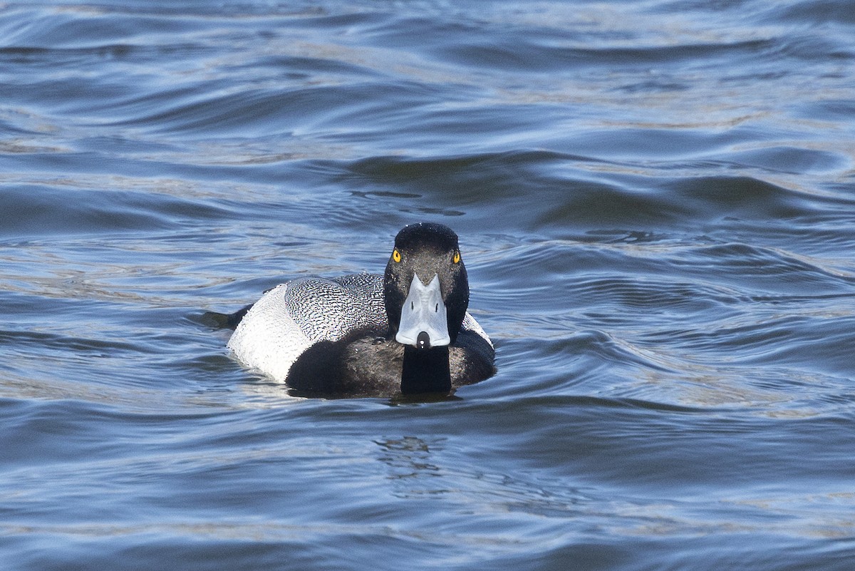 Greater Scaup - ML617095957