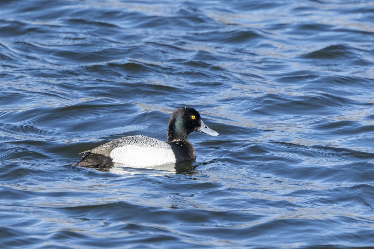 Greater Scaup - ML617095960