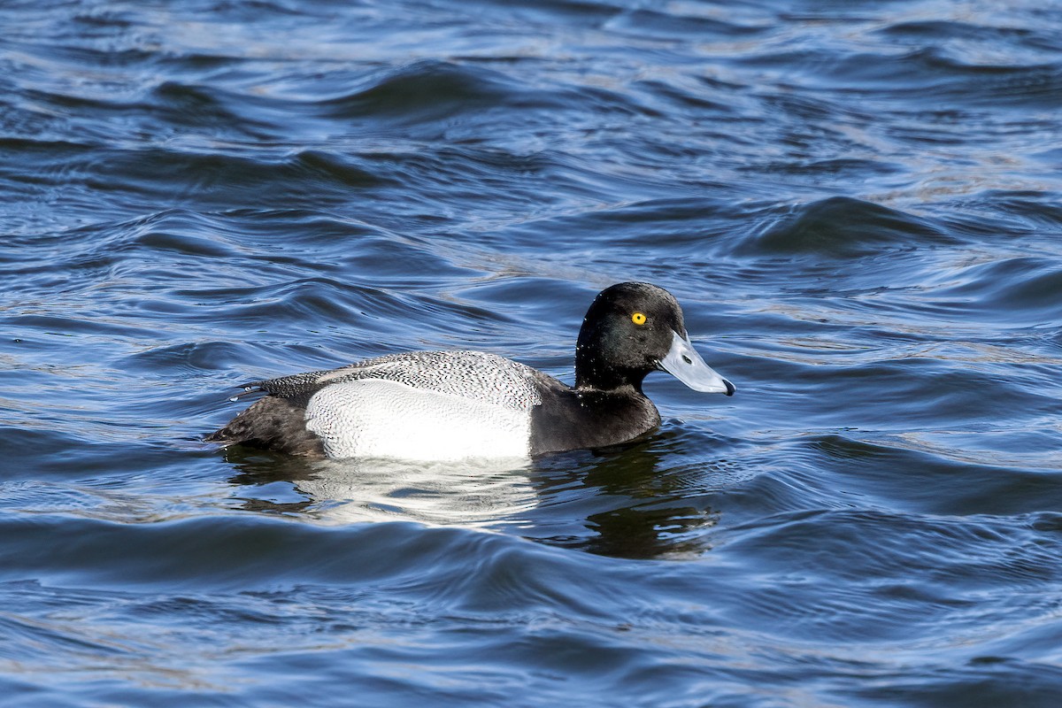 Greater Scaup - ML617095961