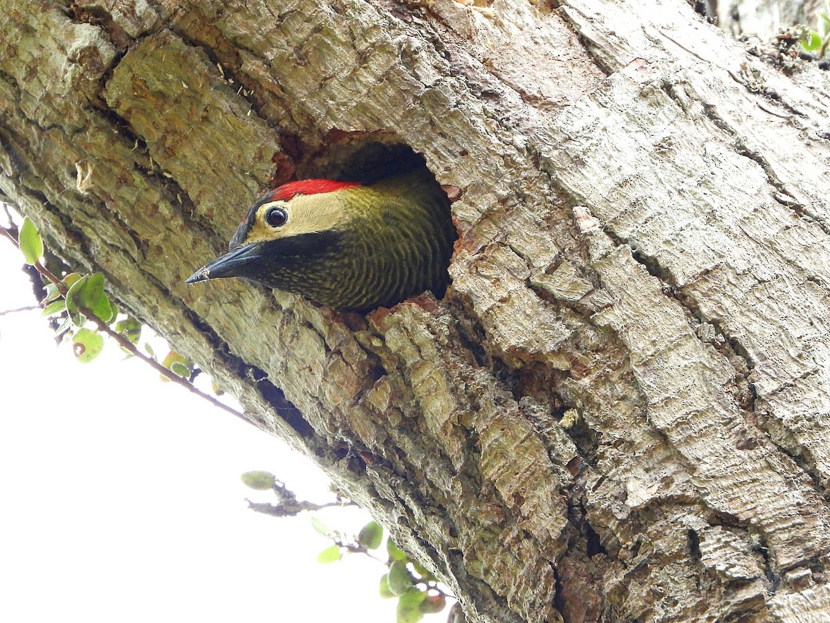 Golden-olive Woodpecker - ML617095962