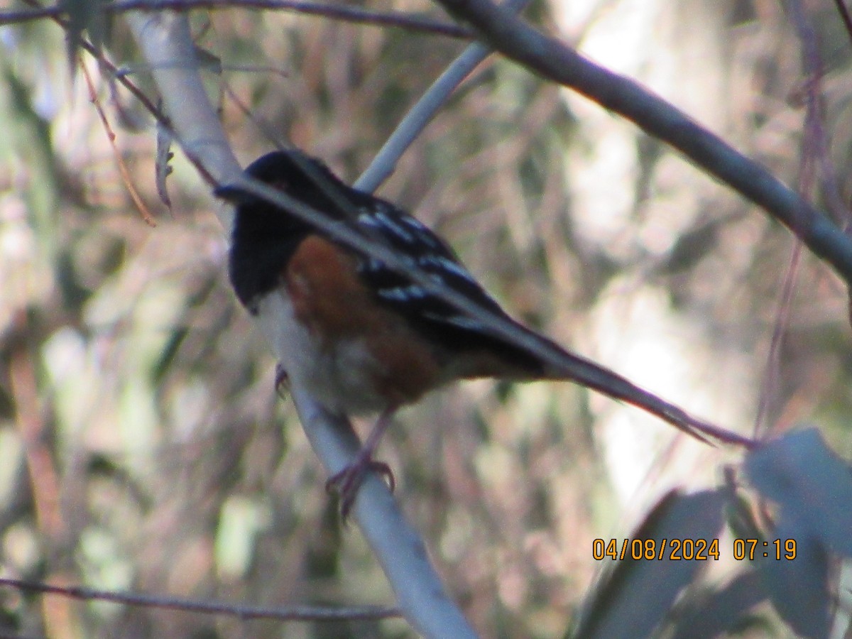 Spotted Towhee - ML617095978