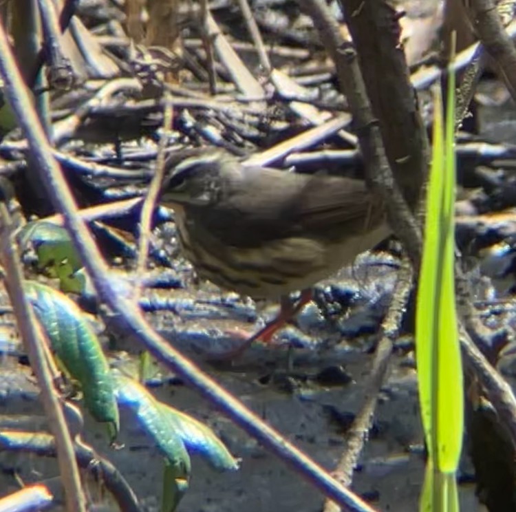 eBird Checklist - 8 Apr 2024 - Forest Park - 12 species