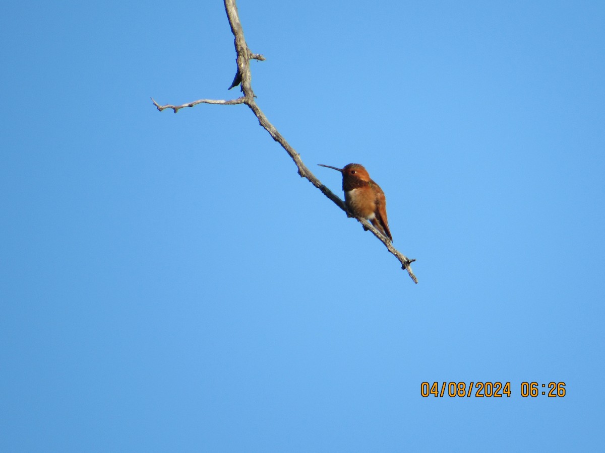 Rufous/Allen's Hummingbird - ML617096078
