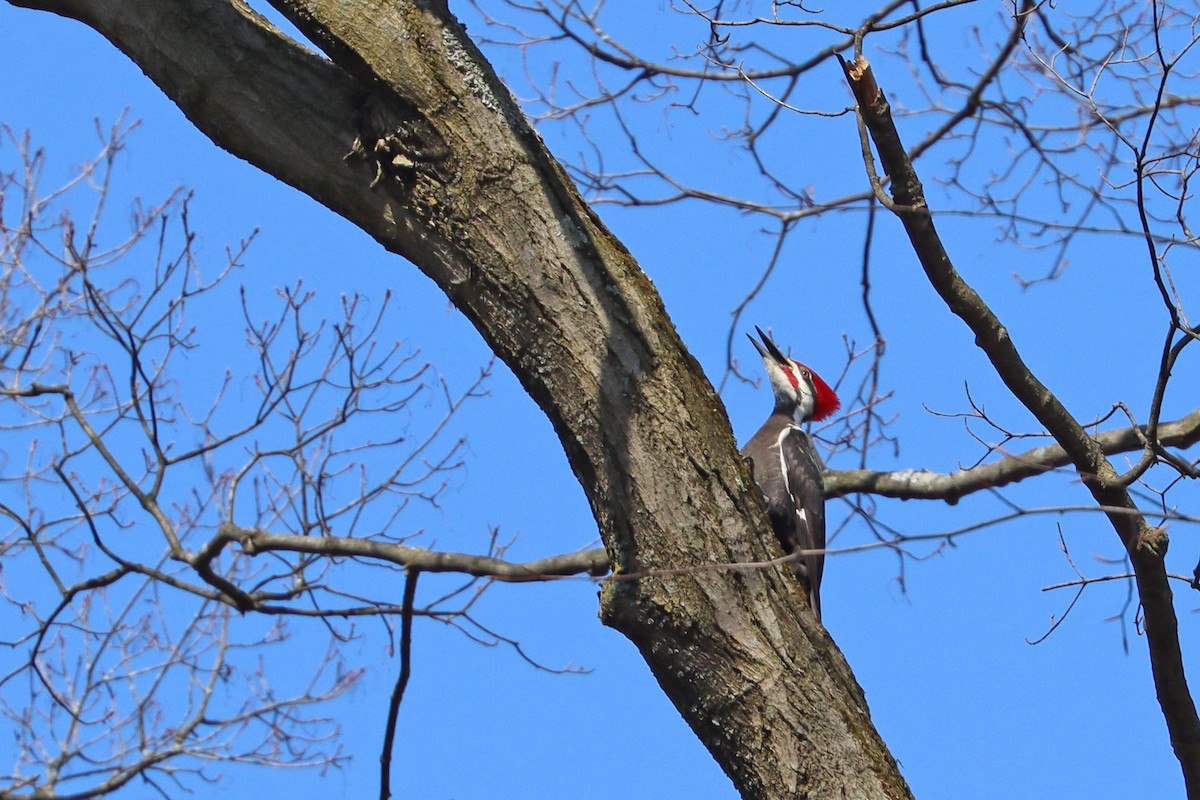 Pileated Woodpecker - ML617096083
