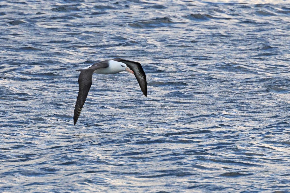 Black-browed Albatross - ML617096135