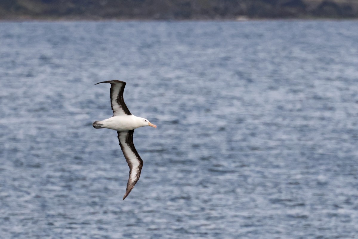 Black-browed Albatross - Nathan Wall