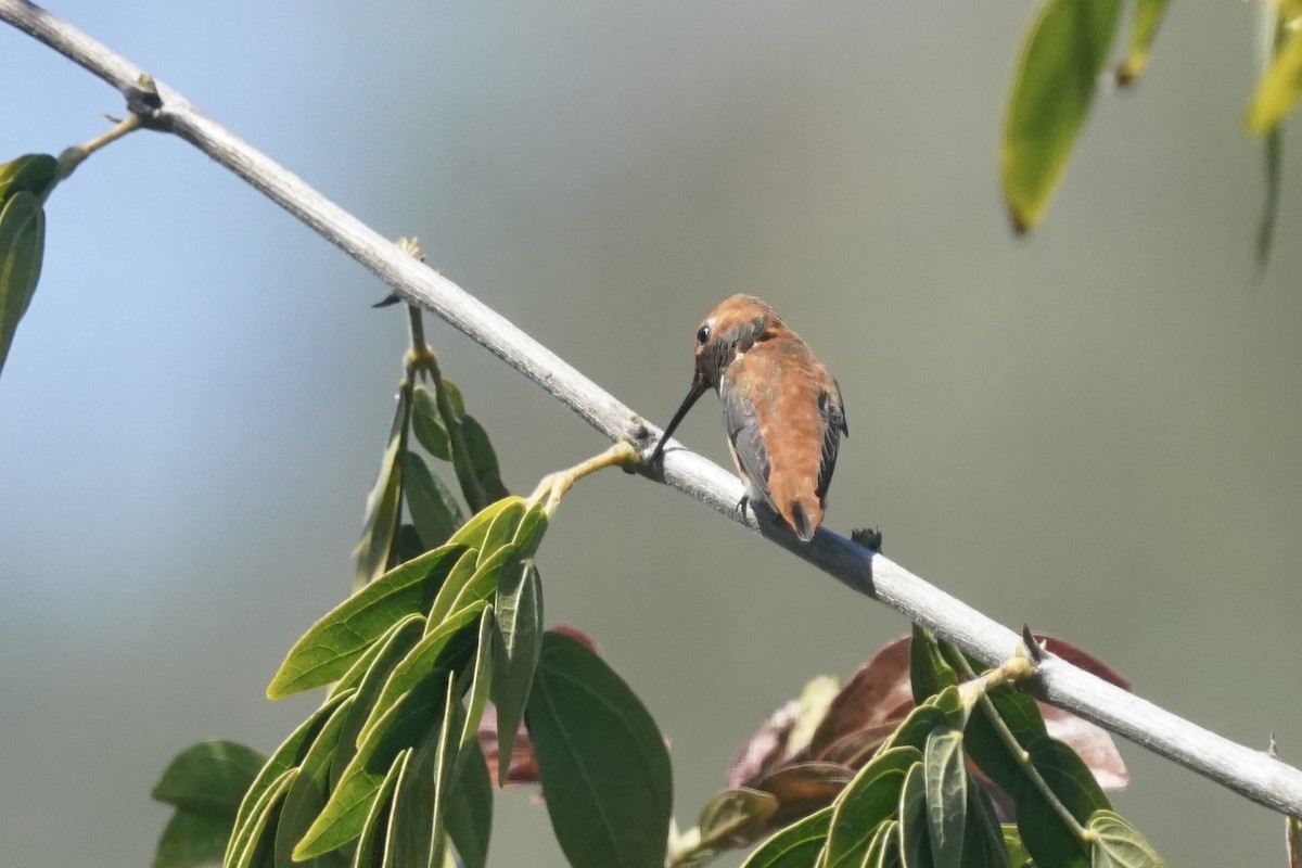 Rufous/Allen's Hummingbird - ML617096345