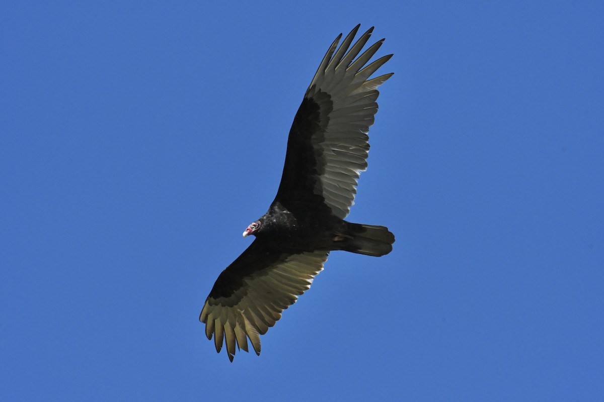 Turkey Vulture - jen brumfield