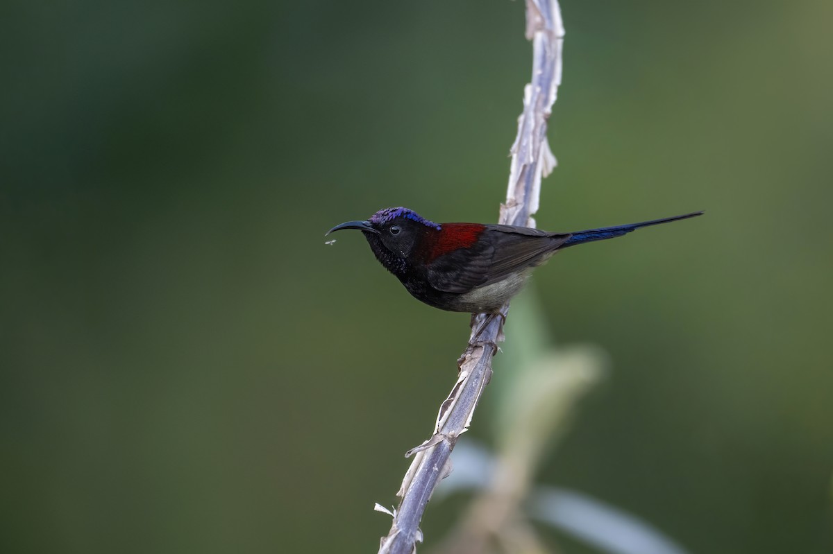 Black-throated Sunbird - Deepak Budhathoki 🦉
