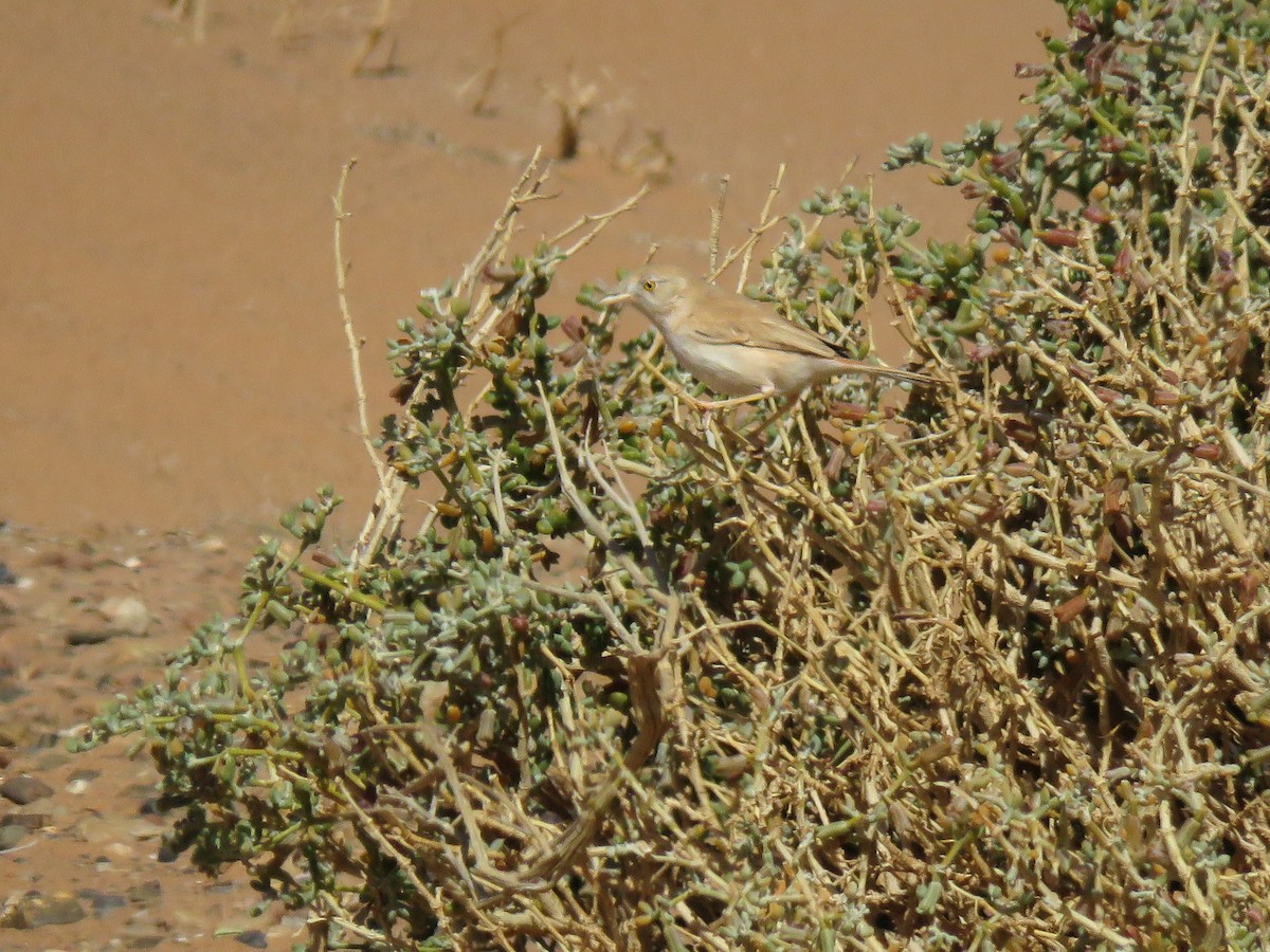 African Desert Warbler - ML617096477