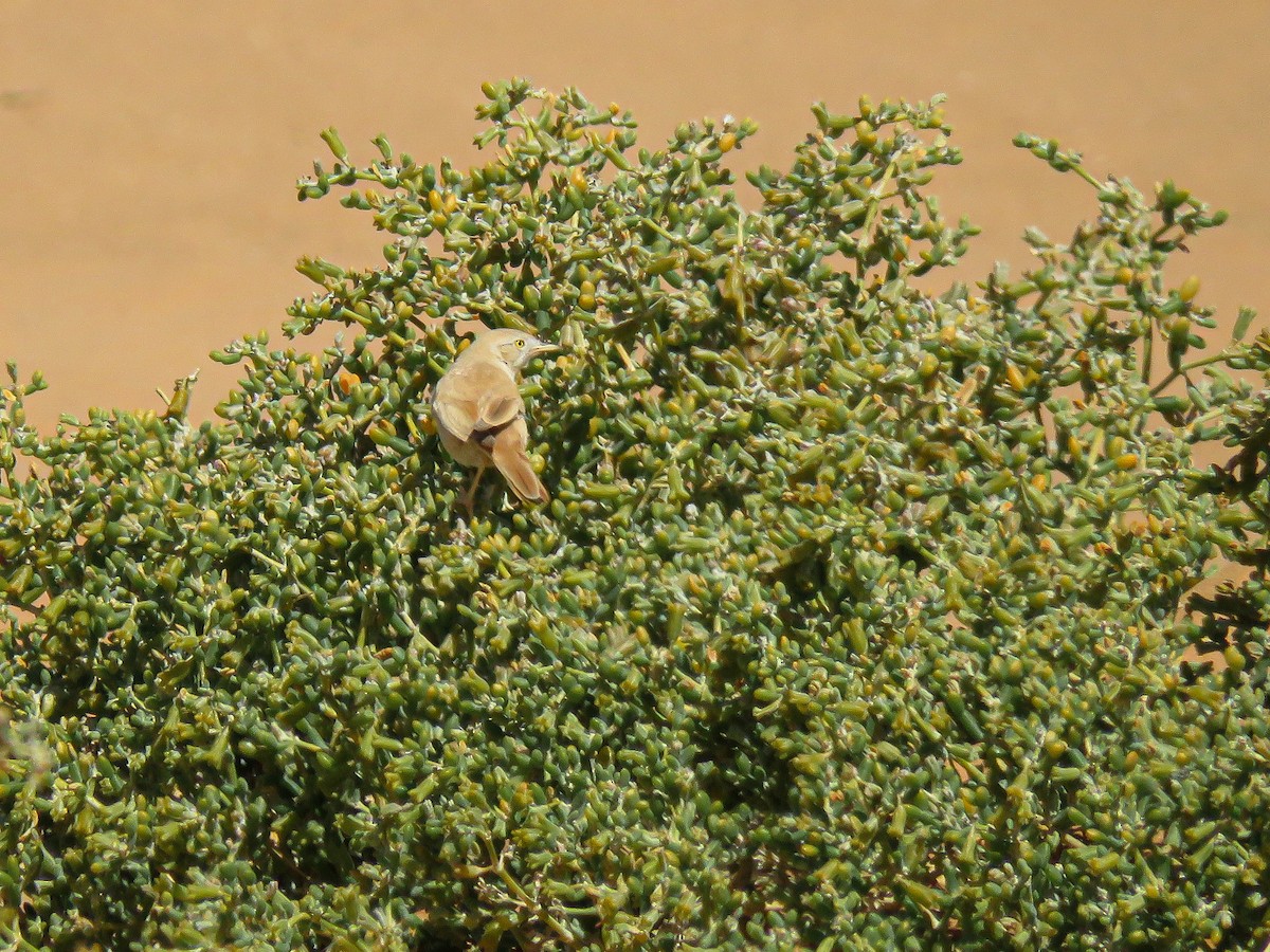 African Desert Warbler - ML617096480
