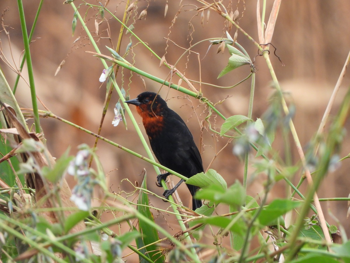 Scarlet-headed Blackbird - Haydee Huwel