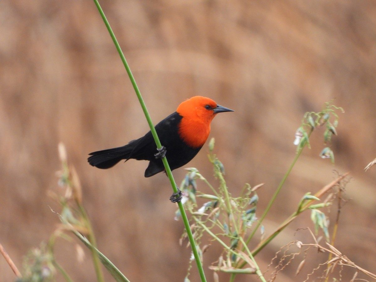 Scarlet-headed Blackbird - ML617096530
