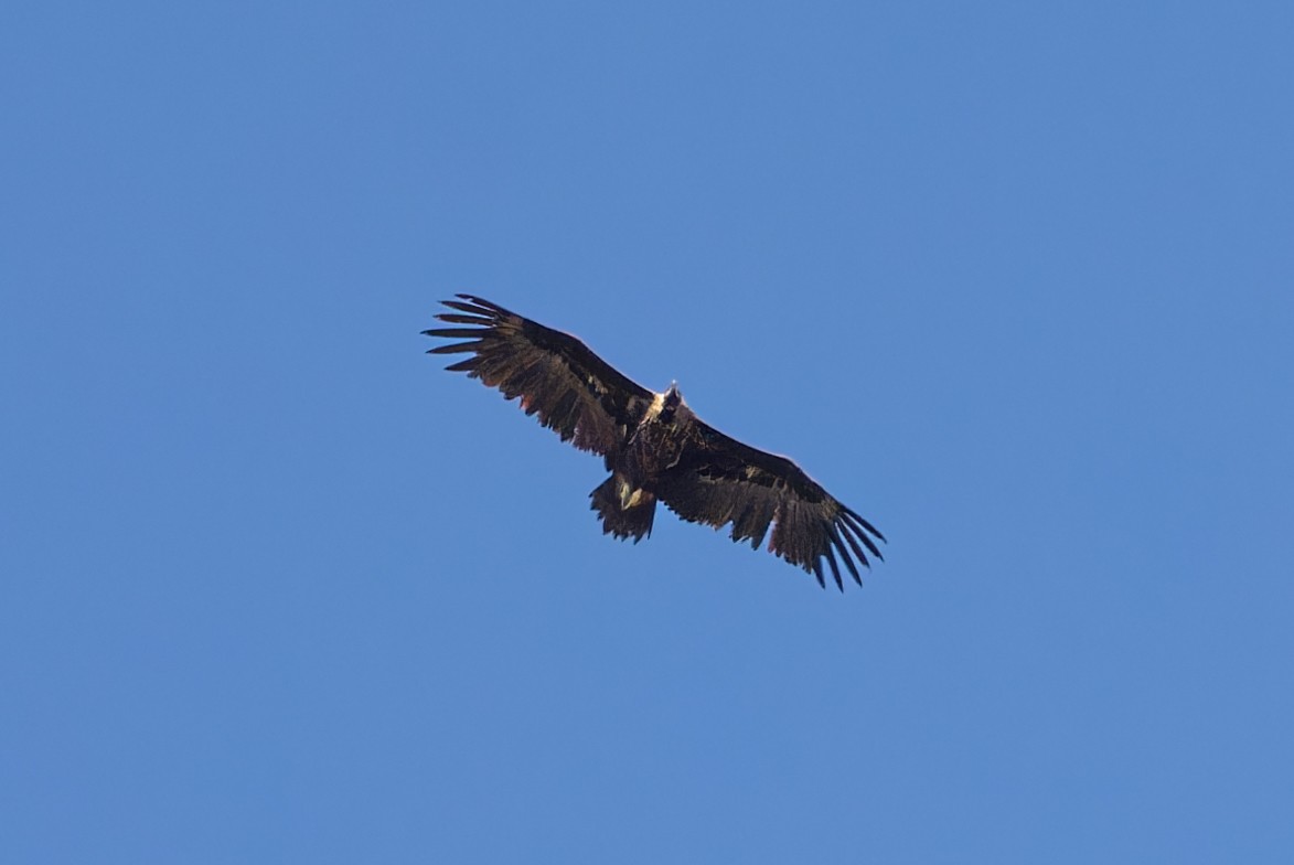 Cinereous Vulture - ML617096533